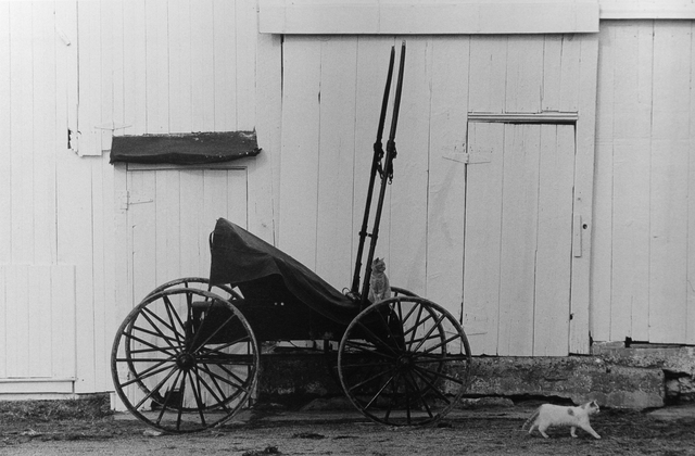 George Tice, ‘Buggy and Cats’, 1967, Photography, Silver Gelatin, Gallery 270