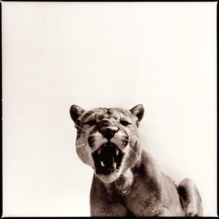 Nine Francois, ‘Cougar 1’, Visions West Contemporary