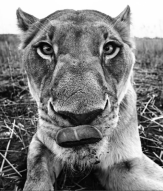 David Yarrow, ‘Lunch’, 2016, Photography, 315gsm Hahnemuhle Photo Rag Baryta Paper, Isabella Garrucho Fine Art
