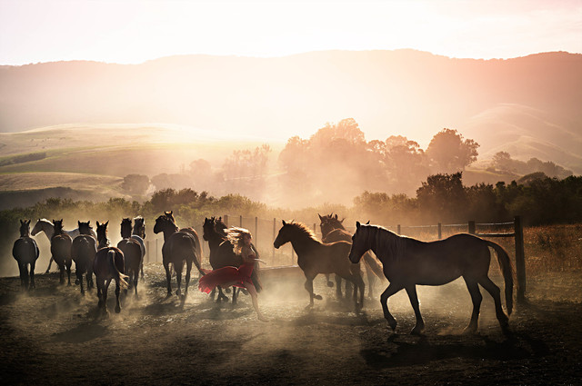 David Drebin, ‘Running Wild’, 2014, CAMERA WORK