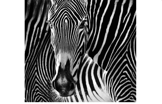 David Yarrow, ‘The Puzzle’, Photography, Archival ink on paper, Fineart Oslo
