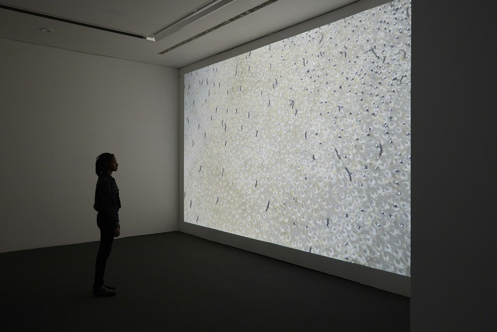 Dinh Q Lê, The Colony. Installation, Ikon Gallery, 2016. Image courtesy Ikon Gallery. Photo Stuart Whipps Dinh Q Lê, The Colony. Installation, Ikon Gallery, 2016. Image courtesy Ikon Gallery. Photo Stuart Whipps