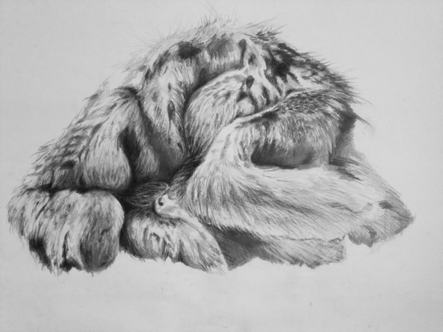 Giulia Maiorano, ‘Untitled (Proteiformi)’, 2019, Drawing, Collage or other Work on Paper, Graphite on paper, Ncontemporary