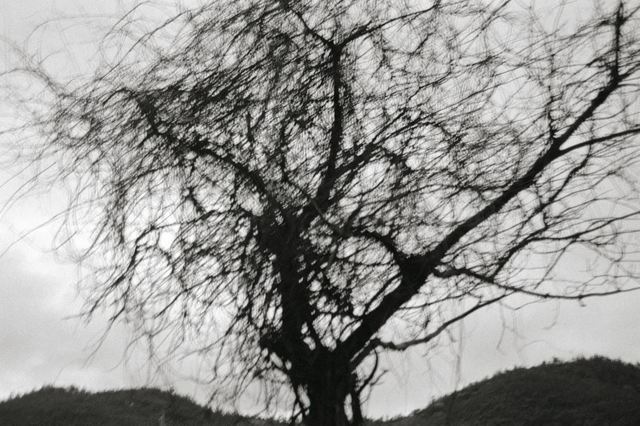 Lee Gap-chul, ‘Damyang’, 2005, Photography, Three Shadows +3 Gallery