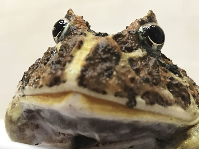 Juergen Teller, ‘Frogs and Plates No. 9, London’, 2016, Suzanne Tarasieve