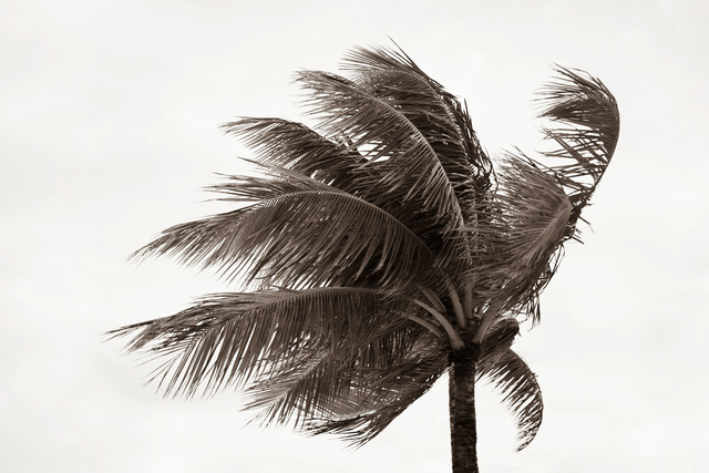 Jessica Nugent, ‘Tropical Breeze No3’, 2020, ArtStar