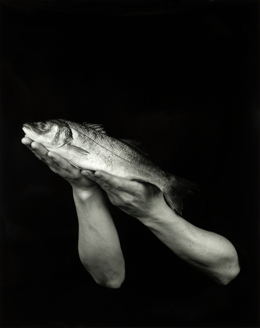 Dale M. Reid, ‘Japanese Sea Bass’, 2019, Photography, Silver gelatin, JL Phillips Gallery