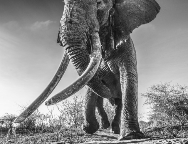 David Yarrow, ‘LUGARD’, 2017, Photography, Archival Pigment Print, Hilton Asmus