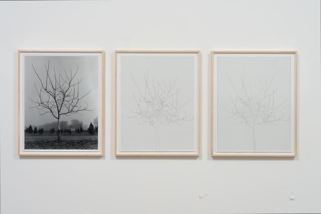 Charles Gaines, ‘Walnut Tree Orchard, Set 4 (version 2) ’, 1975-2014, Hammer Museum