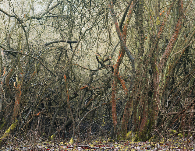 Leon Steele, ‘Heath #17’, 2011, Photography, Chromogenic Print, Wren London