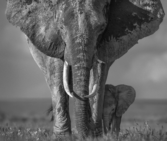 David Yarrow, ‘The Walk of Life’, 2018, Photography, Archival Pigment Print, Hilton Asmus