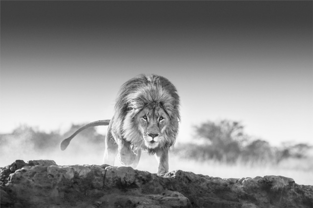 David Yarrow, ‘Relentless’, 2019, Photography, Archival Pigment Photograph, Holden Luntz Gallery