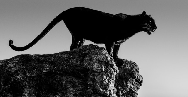 David Yarrow, ‘Black Cat’, 2019, Photography, Archival Pigment Photograph, Holden Luntz Gallery
