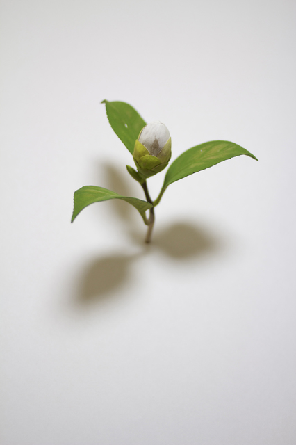 Yoshihiro Suda, ‘Camellia’, 2010, Aki Gallery