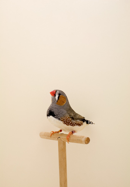 Luke Stephenson, ‘Zebra Finch #1, from The Incomplete Dictionary of Show Birds’, 2008, The Photographers' Gallery | Print Sales