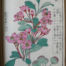 Iinuma Yokusai