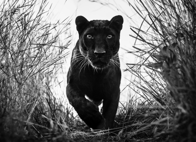 David Yarrow, ‘Black Panther’, ca. 2018, Samuel Lynne Galleries