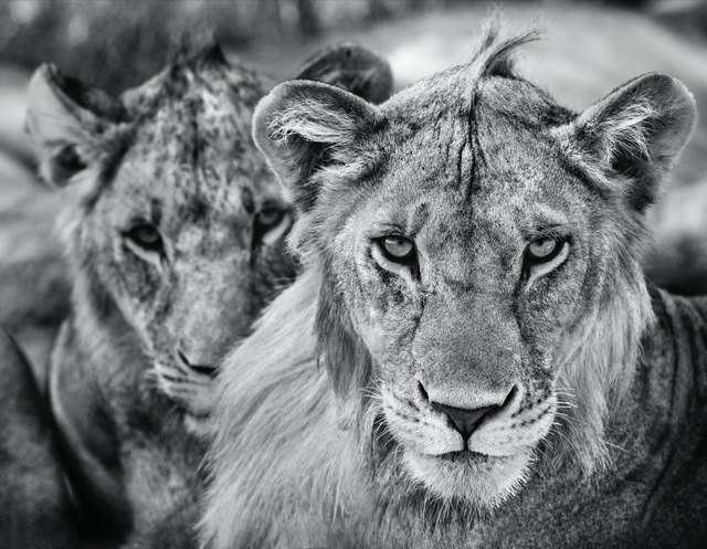 David Yarrow, ‘The Boys Are Back in Town’, 2019, Hilton Asmus