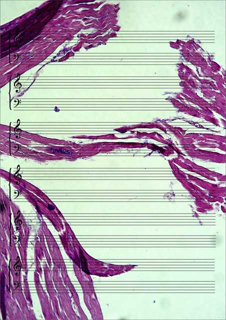 Meat Music