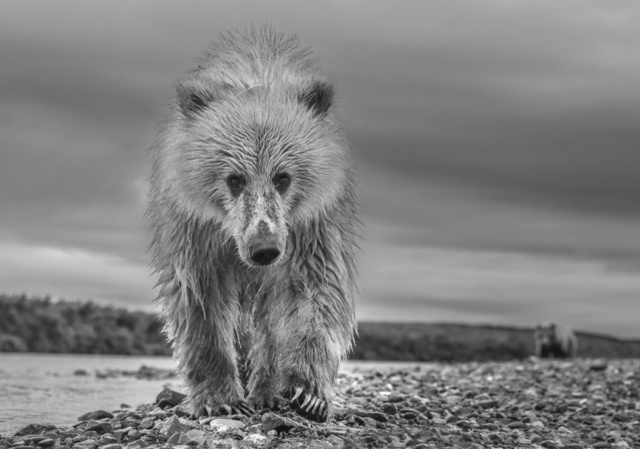 David Yarrow, ‘Ted’, 2018, Photography, Digital Pigment Print on Archival 315gsm Hahnemuhle Photo Rag Baryta Paper, Isabella Garrucho Fine Art