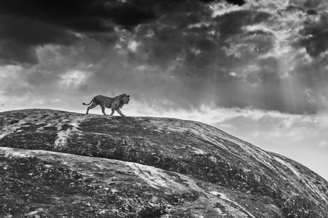 David Yarrow, ‘Rock Star’, 2014, Photography, Archival Pigment Print, Maddox Gallery