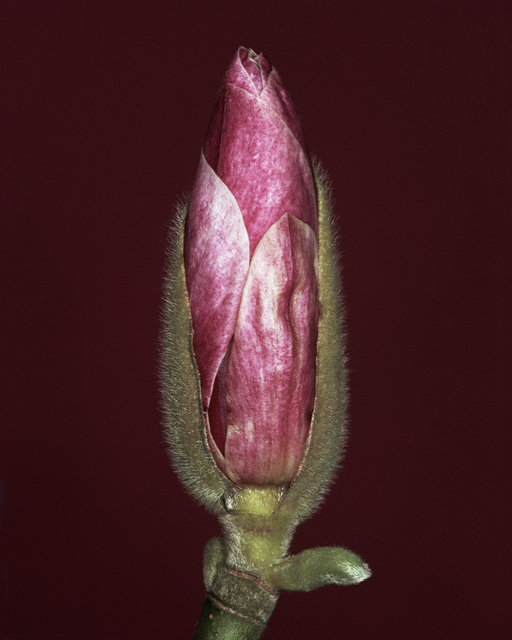 Helene Schmitz, ‘Magnolia x soulangiana bud’, 2003, WILLAS contemporary