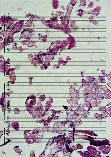 Meat Music