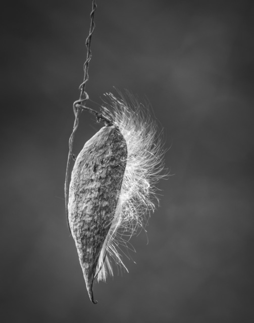 Ramona Boston, ‘Milkweed’, 2017, Photography, Archival Fuji Deep Matte C-Print, Springfield Art Association