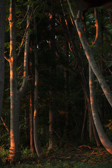 Anni Leppälä, ‘Forest Interior (Aomori)’, 2013, Purdy Hicks Gallery