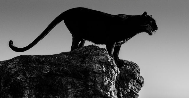 David Yarrow, ‘Black Cat’, 2019, Hilton Asmus