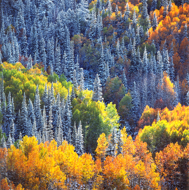 Christopher Burkett, ‘Snowy Mountainside Aspens and Sunlight, Colorado’, n.d., Photography, Cibachrome print, Etherton Gallery