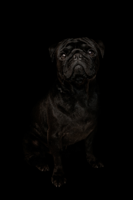 Netta Laufer, ‘Dog - from the Black Beauty series’, 2012-2016, Contempop Gallery