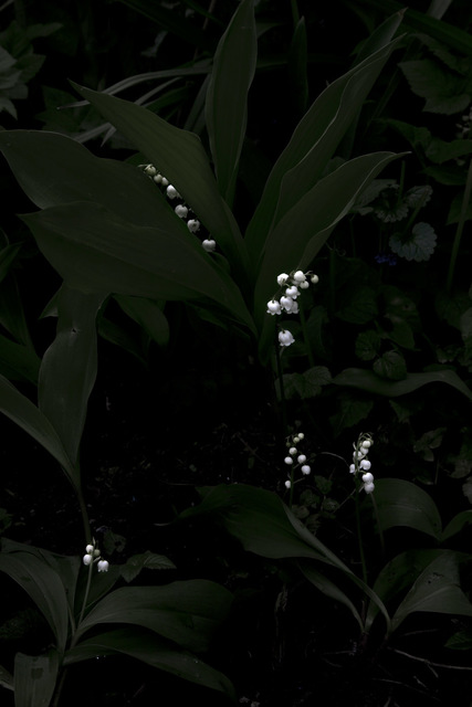 Elspeth Diederix, ‘Lily of the Valley’, 2014, Casemore Kirkeby