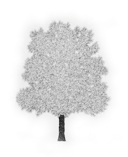 John Salvest, ‘Red Oak ’, 2019, David Lusk Gallery