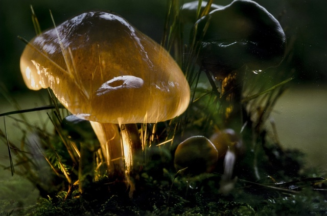 Peter Fischli & David Weiss, ‘Untitled (Mushroom)’, 2006, Forum Auctions