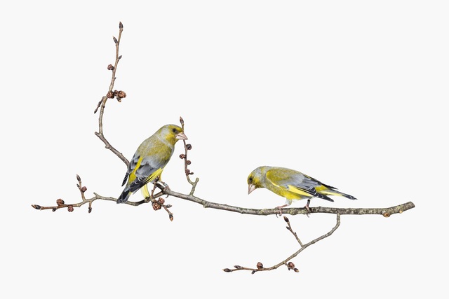 Sanna Kannisto, ‘Chloris chloris’, 2019, Photography, Pigment ink-print, maple frame, Helsinki Contemporary