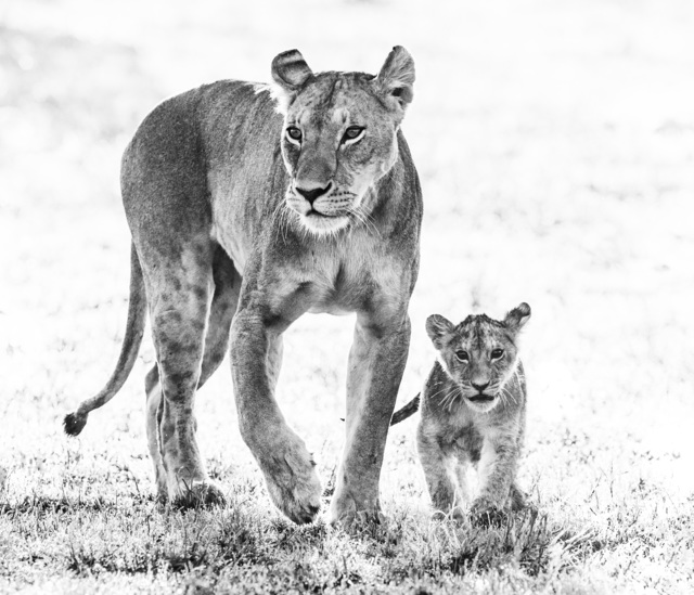 David Yarrow, ‘Mother's Day’, 2017, Photography, Archival Pigment Print, Hilton Asmus