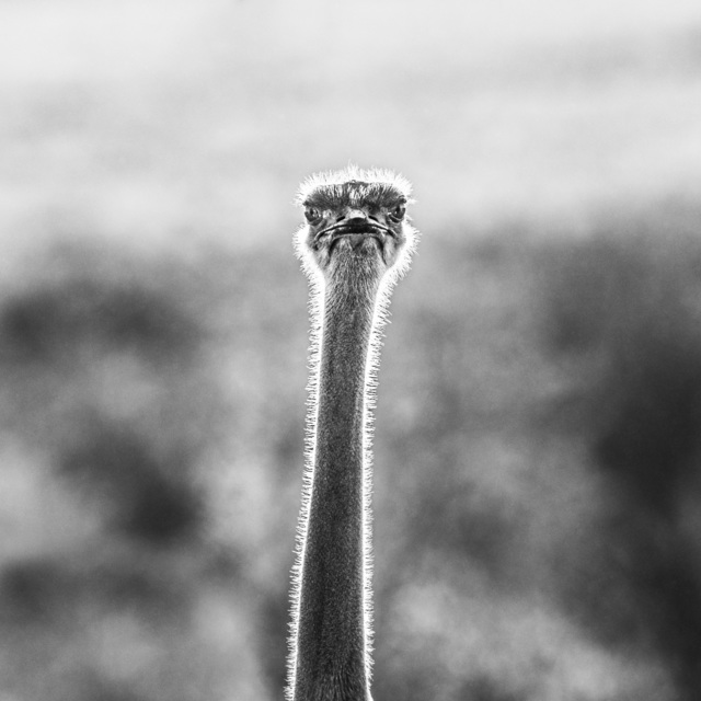 David Yarrow, ‘WTF’, Isabella Garrucho Fine Art