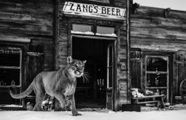 David Yarrow, ‘It's Closing Time’, 2017, Isabella Garrucho Fine Art