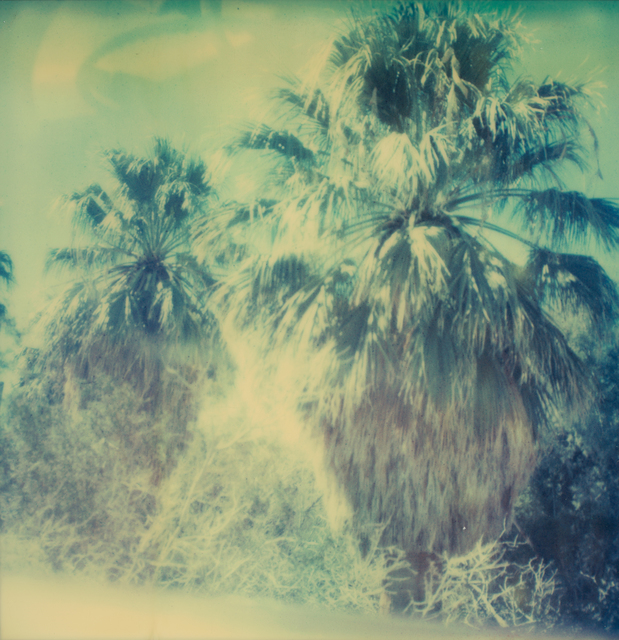 Stefanie Schneider, ‘Blue Sky Palm Trees’, 2005, Instantdreams