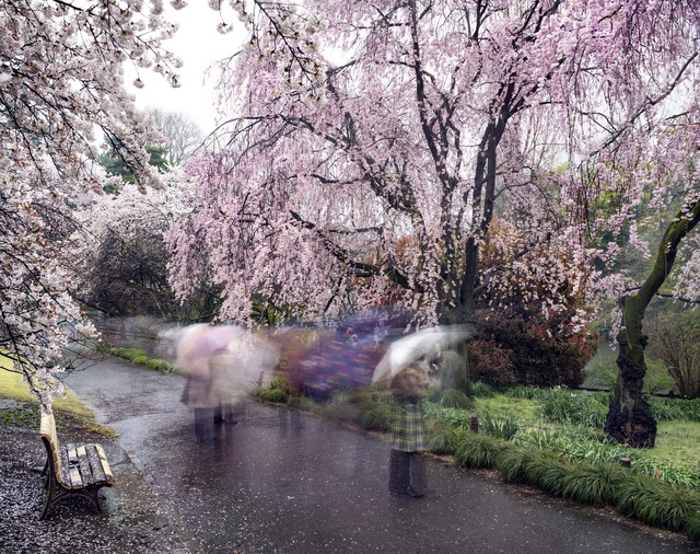 Matthew Pillsbury, ‘Hanami #18, Shinjuku Gyoen, Thursday April 3rd, 2014’, 2014, Aperture Foundation Benefit Auction