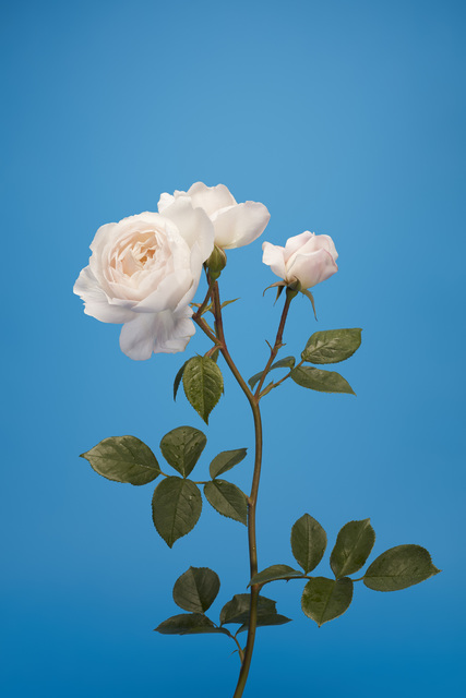 Luke Stephenson, ‘Desdemona’, 2019, The Photographers' Gallery | Print Sales