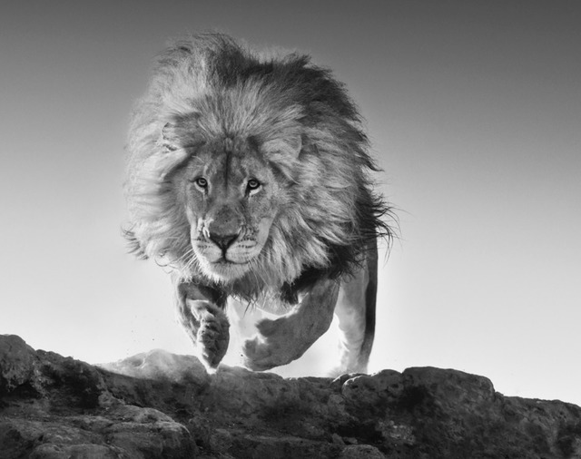 David Yarrow, ‘Hairspray’, Art Angels