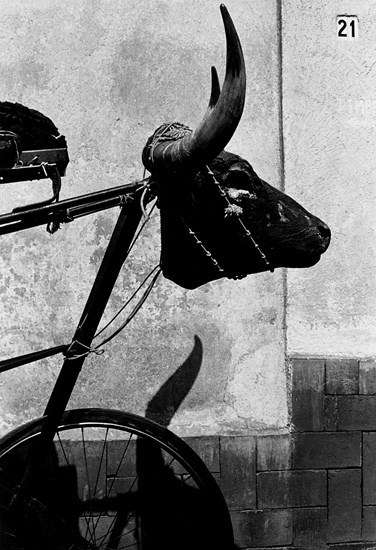 Graciela Iturbide, ‘Torito’, 1983, Etherton Gallery