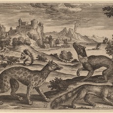 Adriaen Collaert