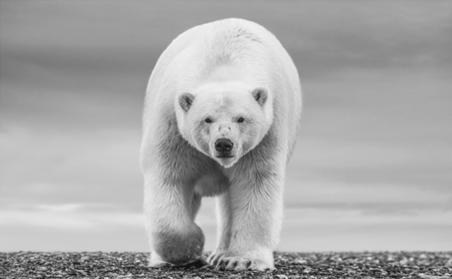 David Yarrow, ‘The North Slope’, 2018, Hilton Asmus