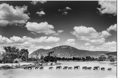 Elephants Crossing Ewaso Nyiro River Samburu, Kenya, 2014 by Frank af Petersens Elephants Crossing Ewaso Nyiro River Samburu, Kenya, 2014 by Frank af Petersens