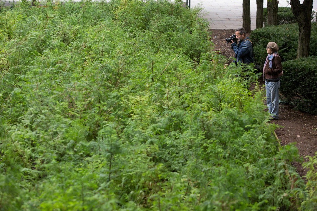 Spencer Finch "Lost Man Creek" 2016
Courtesy of the artist Photo: Claudio Papapietro, Courtesy Public Art Fund, NY
On view at MetroTech Commons, Downtown Brooklyn, Oct 1, 2016 – Mar 11, 2018 Spencer Finch "Lost Man Creek" 2016
Courtesy of the artist Photo: Claudio Papapietro, Courtesy Public Art Fund, NY
On view at MetroTech Commons, Downtown Brooklyn, Oct 1, 2016 – Mar 11, 2018