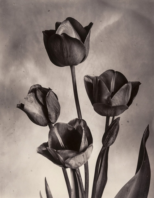 Charles Jones, ‘Darwin Tulips’, ca.1905, Photography, Gold-toned gelatin silver printing-out paper print, Forum Auctions