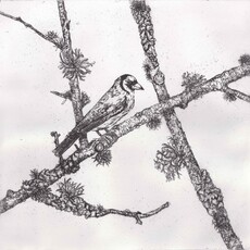 Melanie Miller, Goldfinch  (2024)